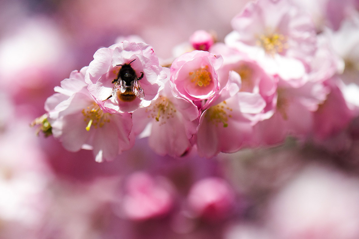 Japanese cherry tree